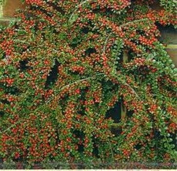 ΚΥΔΩΝΙΑΣΤΡΟ 